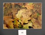 Foto_11
